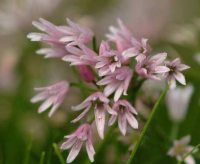 Loads of fine pink flowers above grass-like foliage.